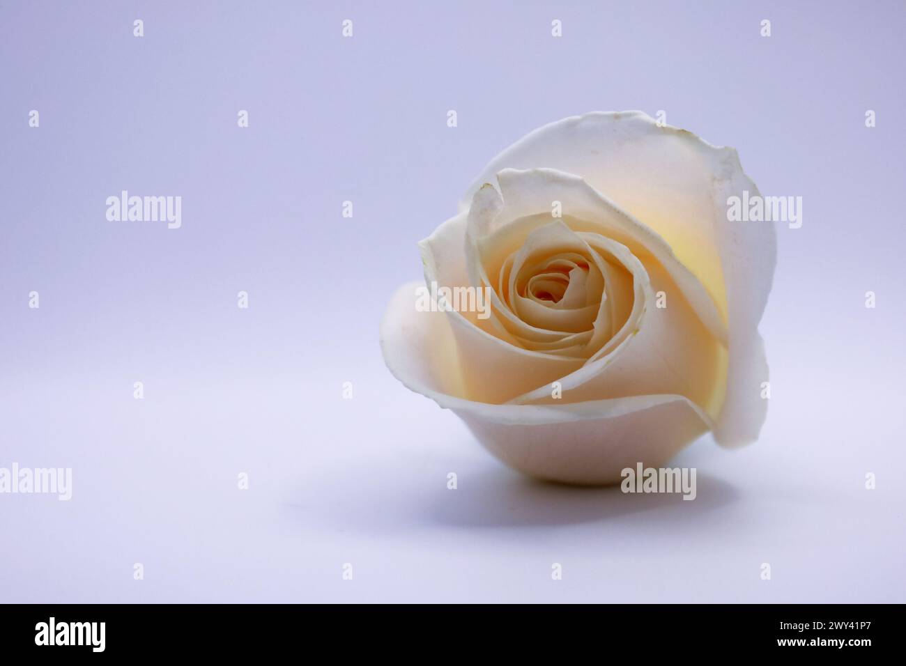 Nahaufnahme einer weißen Rose auf weichem Hintergrund mit Fokus auf Stiel und Zentrum Stockfoto