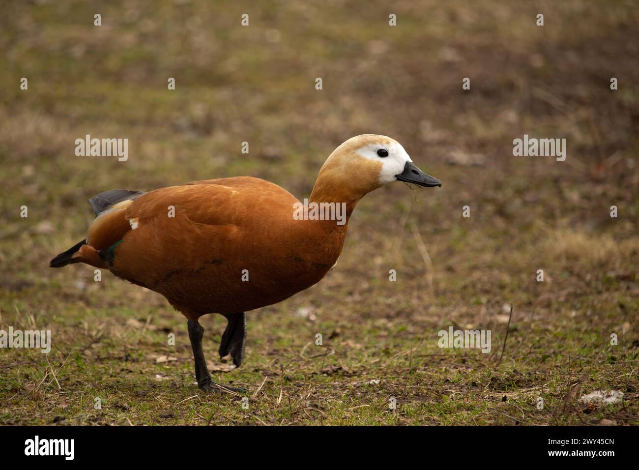 Rote Ente Weibchen, Ruddy Shelduck, bekannt als Brahminy Duck Stockfoto