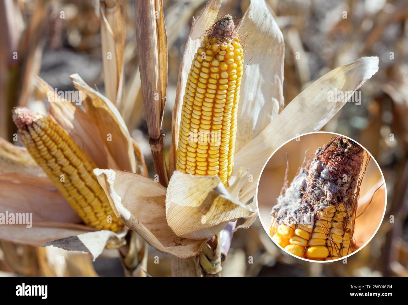 Unreife, kranke und schimmelige Maiskolben auf dem Feld, Nahaufnahme. Sammeln Sie Maisgut. Stockfoto
