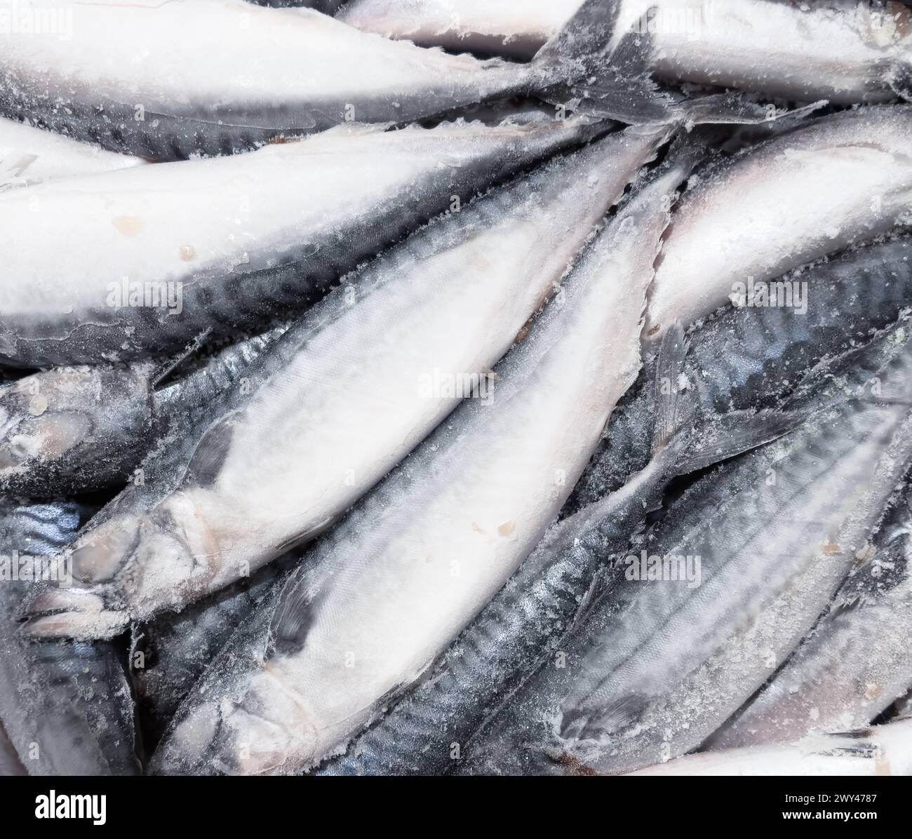 Hintergrund der gefrorenen Makrele. Gefrorene Gruppe von Fischen. Eisfisch. Makrelen-Haufen. Makrelenmuster. Makrelen-Textur. Stockfoto