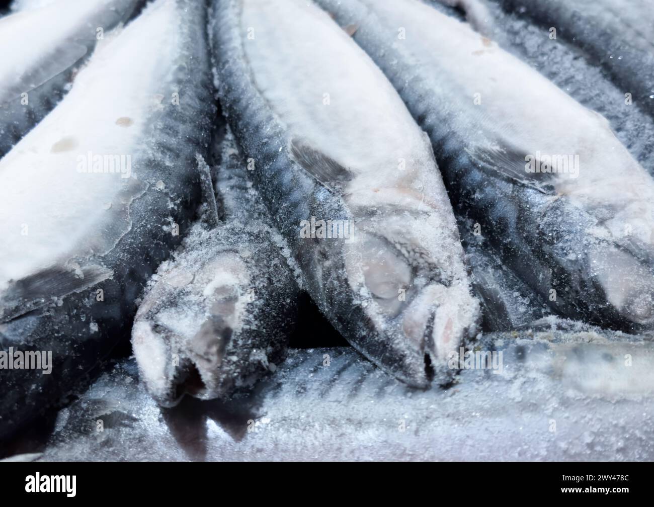 Hintergrund der gefrorenen Makrele. Gefrorene Gruppe von Fischen. Eisfisch. Makrelen-Haufen. Makrelenmuster. Makrelen-Textur. Stockfoto