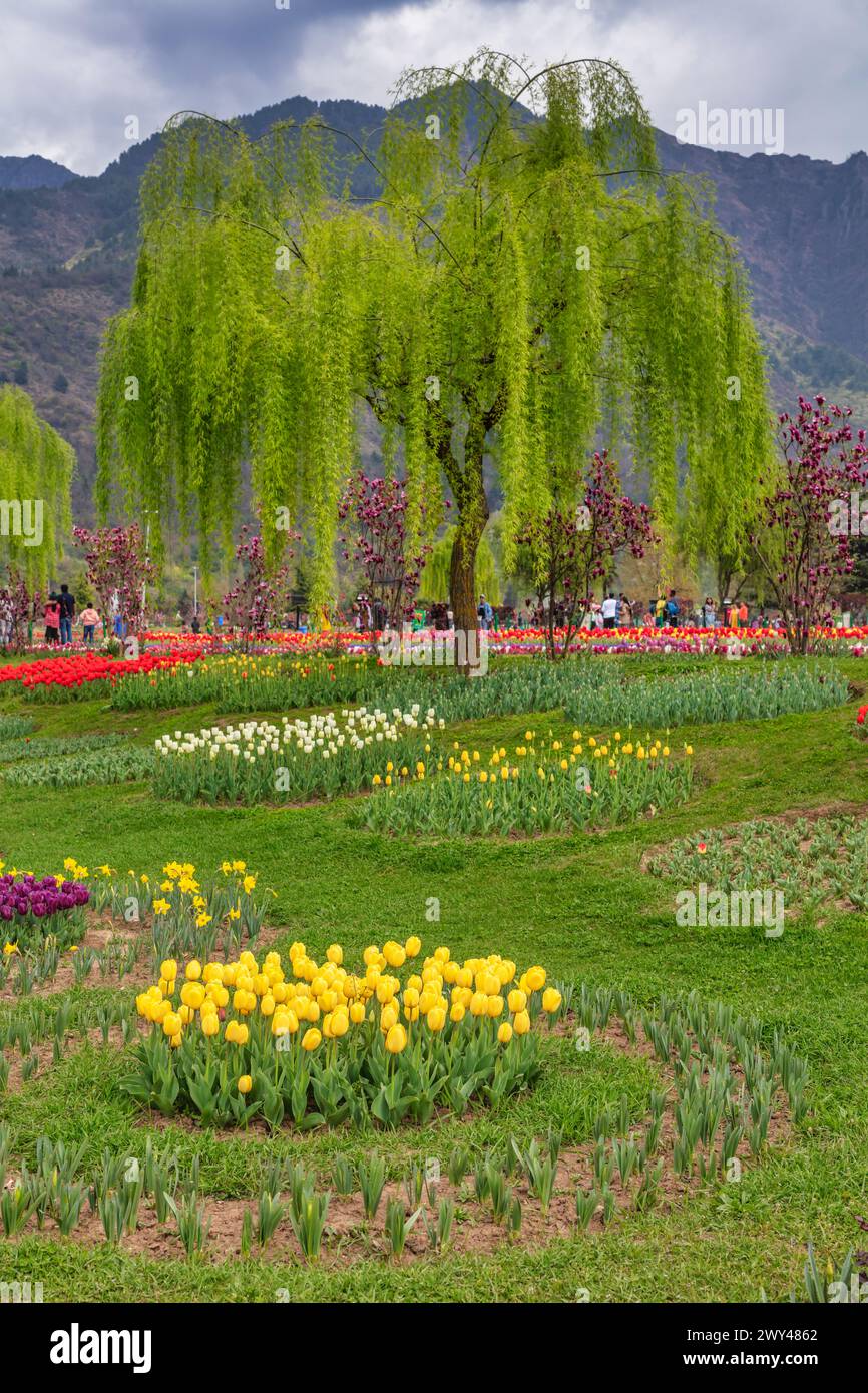 Indira Gandhi Memorial Tulpengarten, Srinagar, Kaschmir, Indien Stockfoto