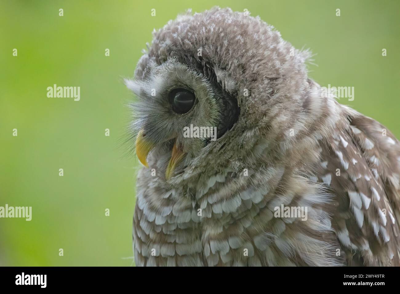 Ein verschlossenes Owlet schaut links von einem Rahmen, während es hohlt, sein Schnabel offen Stockfoto