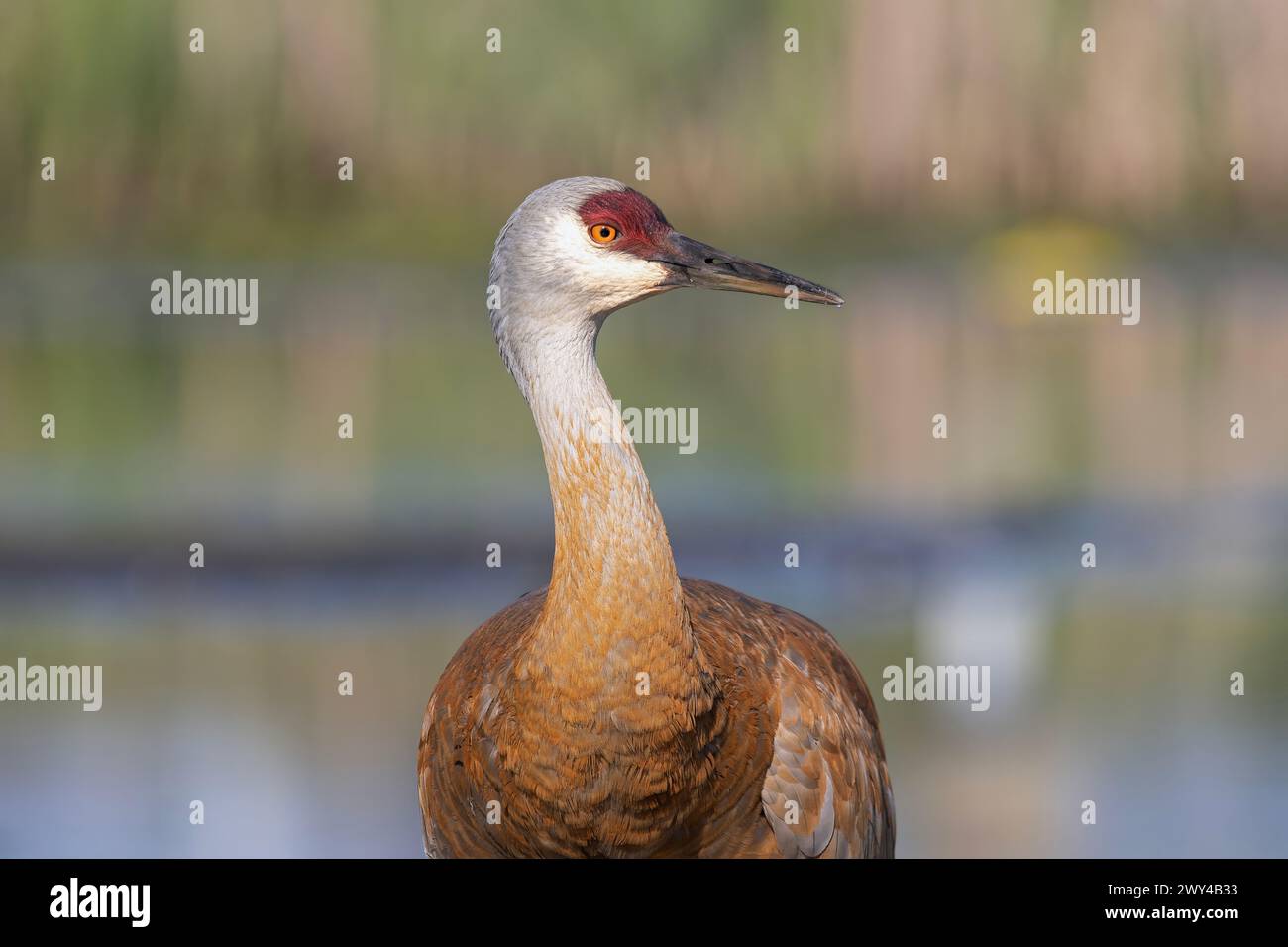 Ein Sandhügelkran (Grus canadensis) steht im Wasser und blickt nach rechts vom Rahmen Stockfoto