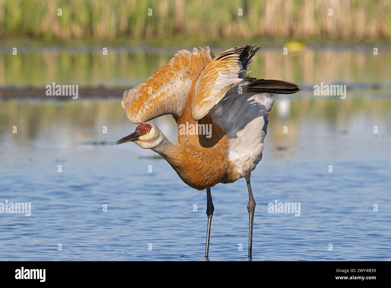 Ein Sandhügelkran (Grus canadensis) dehnt und schlägt seine Flügel, während er im Wasser steht Stockfoto