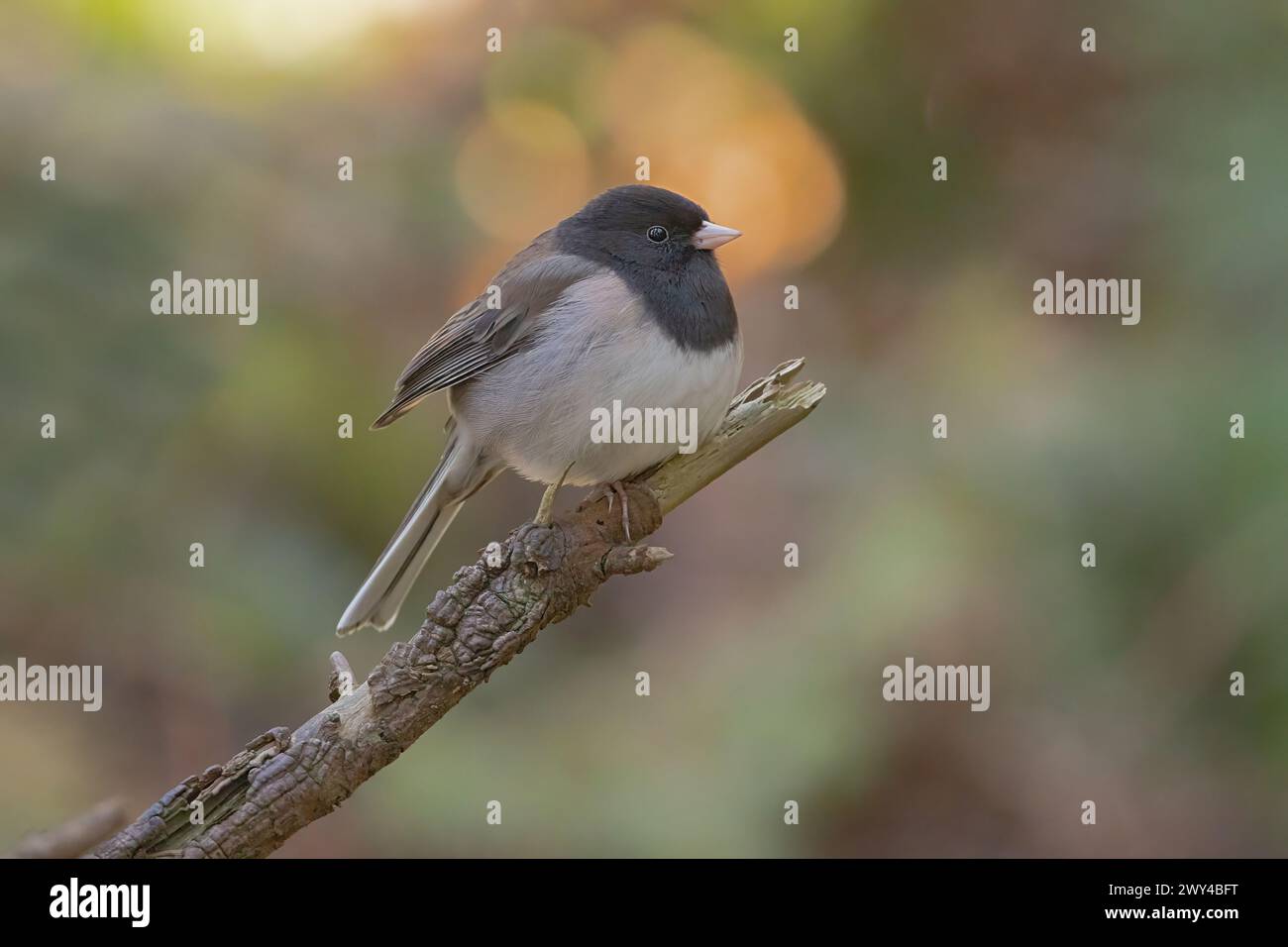 Ein dunkeläugiger Junco aus Oregon (Junco hyemalis) sitzt am Ende eines gebrochenen Asts Stockfoto