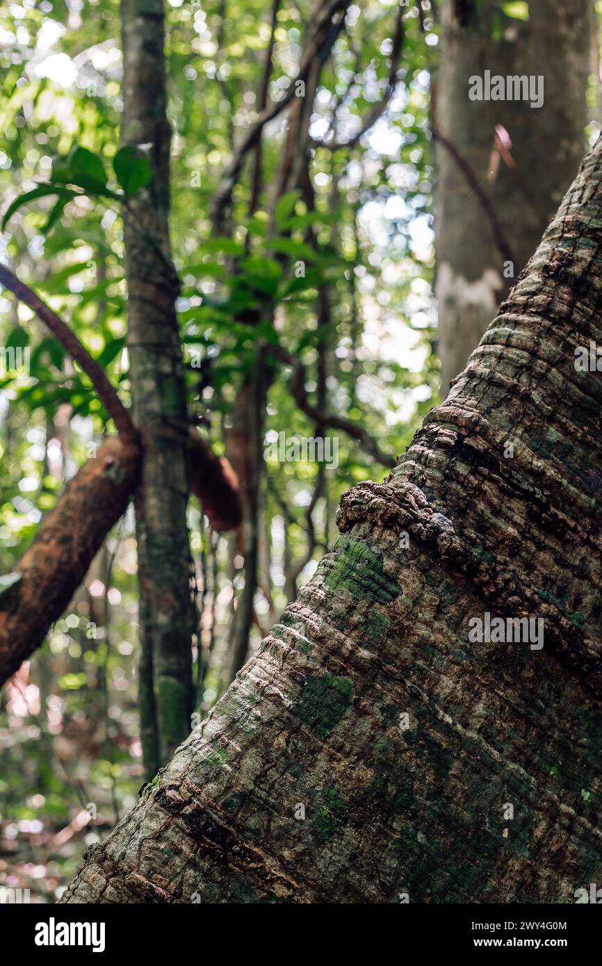 Baum im amazonaswald Stockfoto