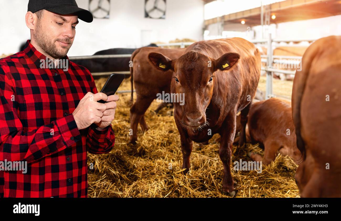 Der männliche Landwirt überwacht die Gesundheit von Kühen mit seinem Smartphone. Stockfoto