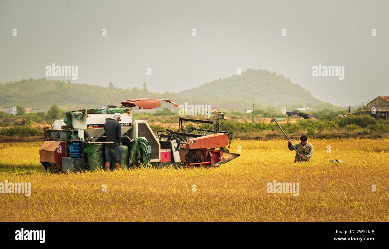Bauern, die Reis auf dem Reisfeld in Vietnam ernten. Erntemaschine auf dem Feld zur Ernte von Reis. Die Bauern arbeiten an einem sonnigen Tag auf dem Reisfeld. Stockfoto