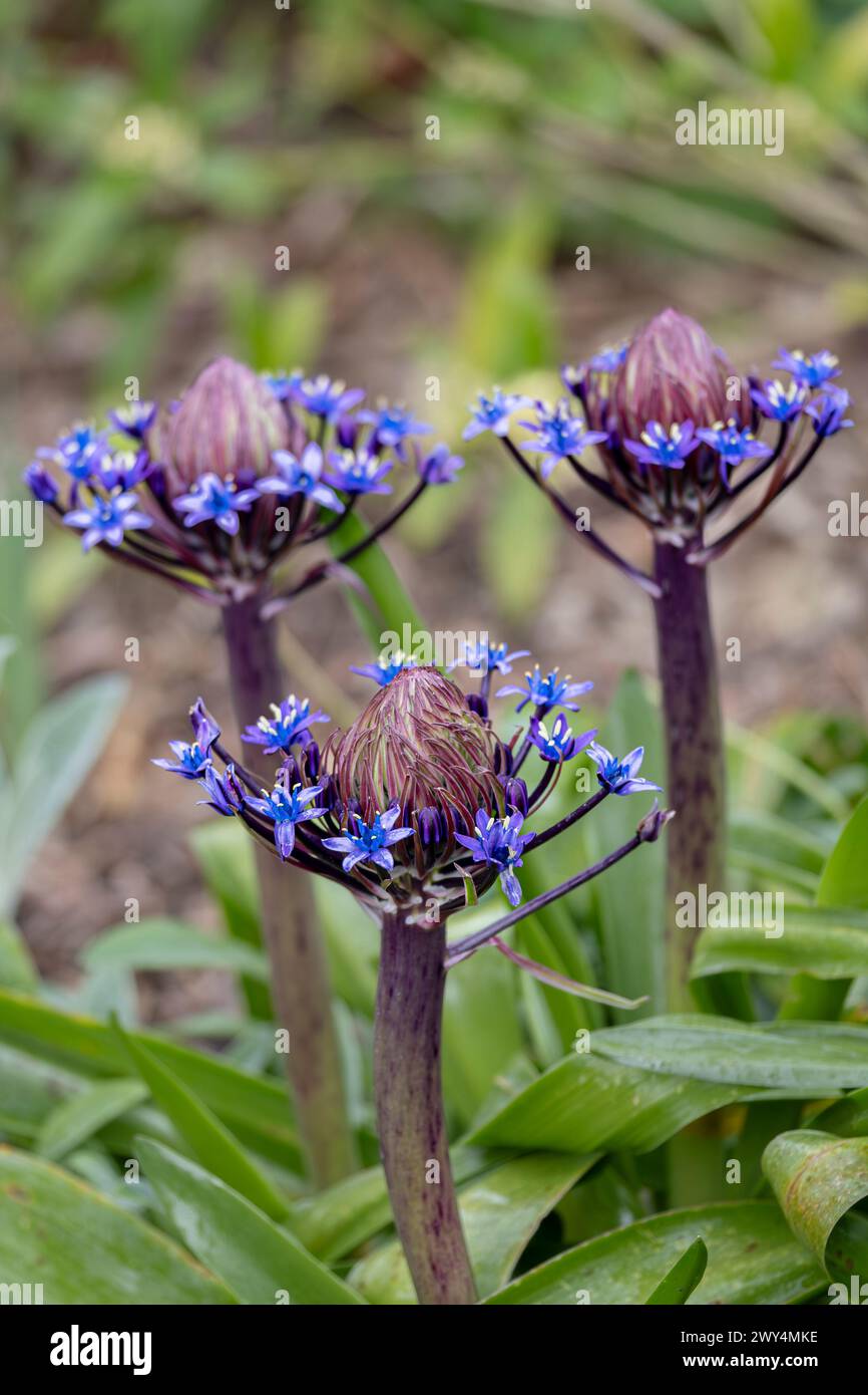 Scilla peruviana Portugese, die in einem Garten in England blüht, in Großbritannien. Stockfoto