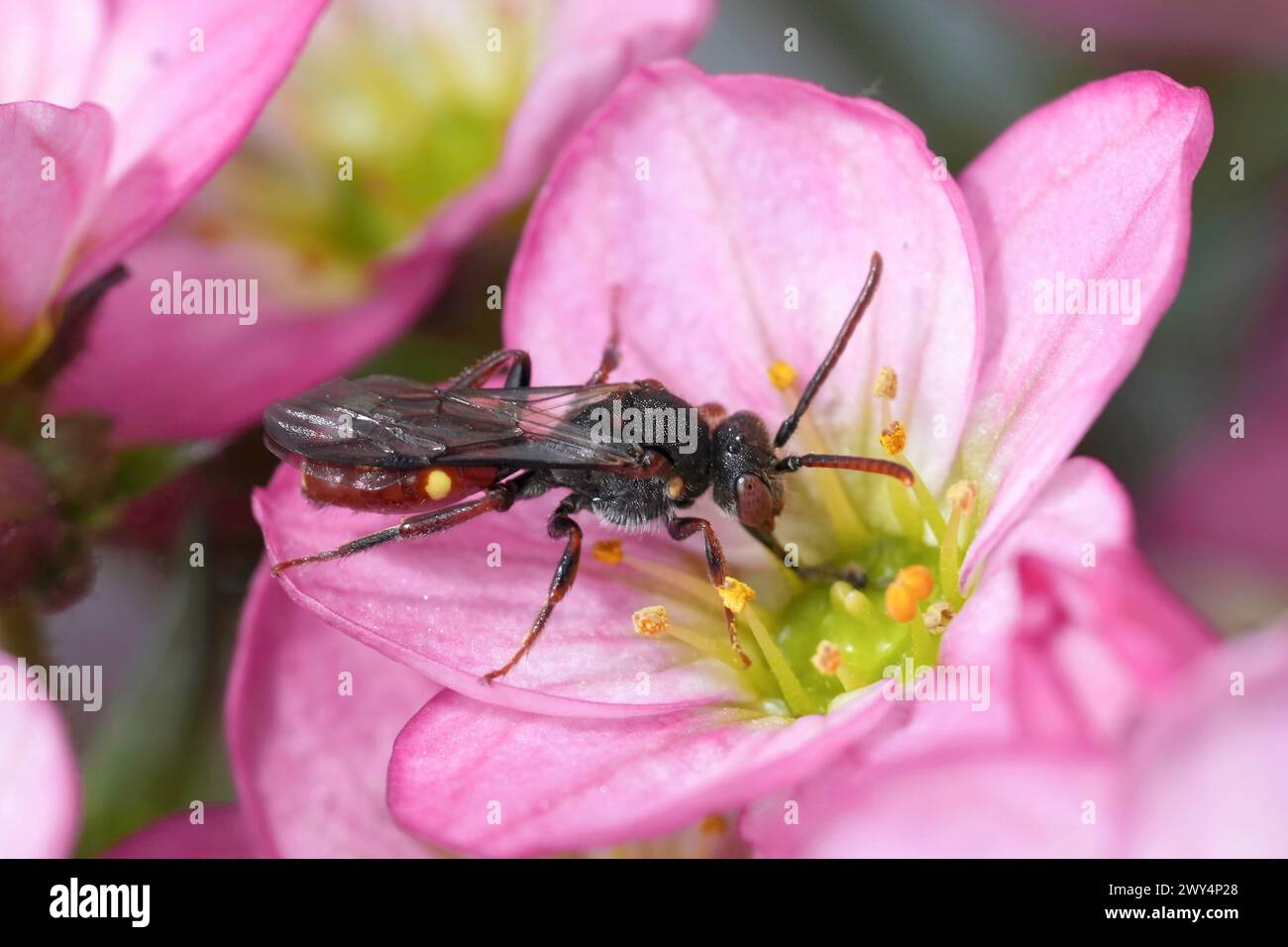 Farbenfrohe Nahaufnahme auf einer weiblichen Nomadenbiene, Nomada ferruginata auf einer rosafarbenen Saxifraga-Blume Stockfoto