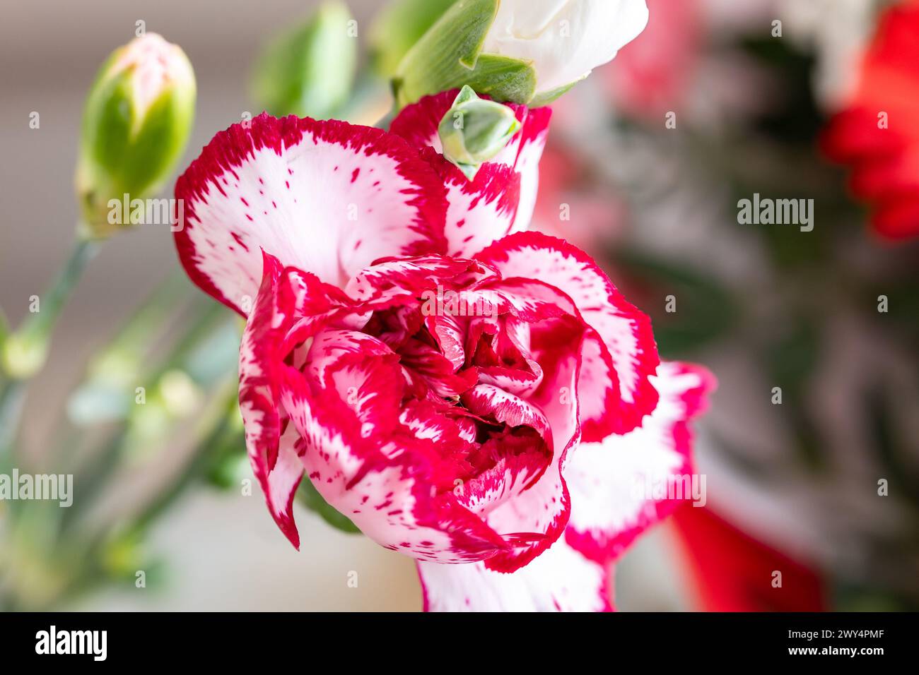 Nelkennelke rosa Blüte (Dianthus caryophyllus) mit unordentlichen Blütenblättern Stockfoto