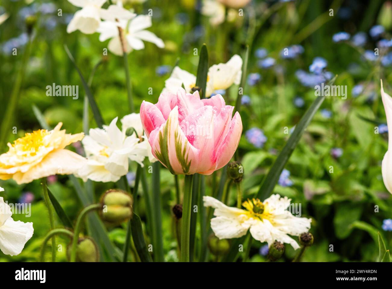 Frühlingsblumen, Tulpen, Mohnblumen, Narzissen, die in einem Garten auf einer Blumenwiese wachsen. Stockfoto