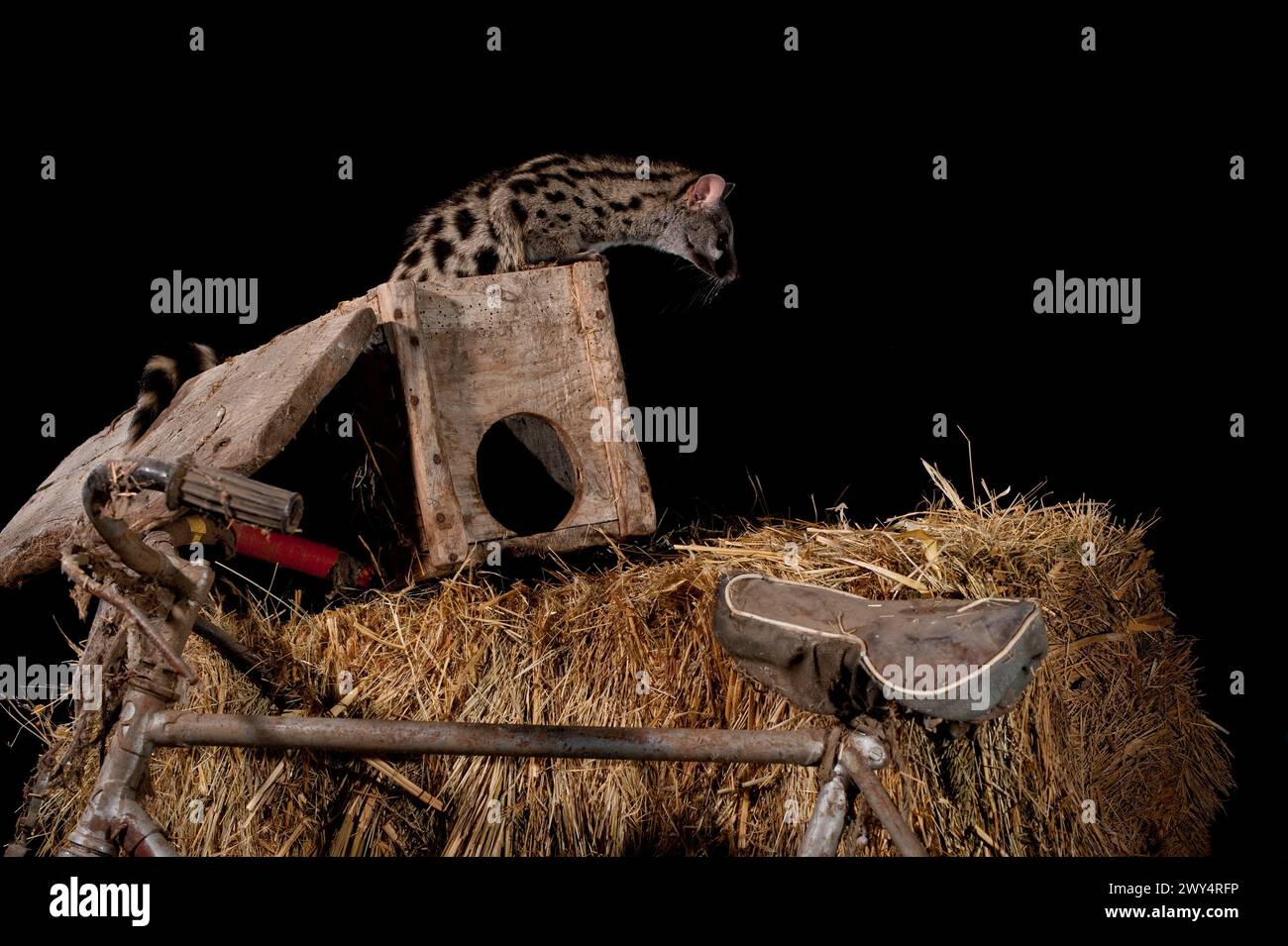 genet (Genetta genetta) auf der alten Scheune, Avila, Spanien – Stockfoto Stockfoto