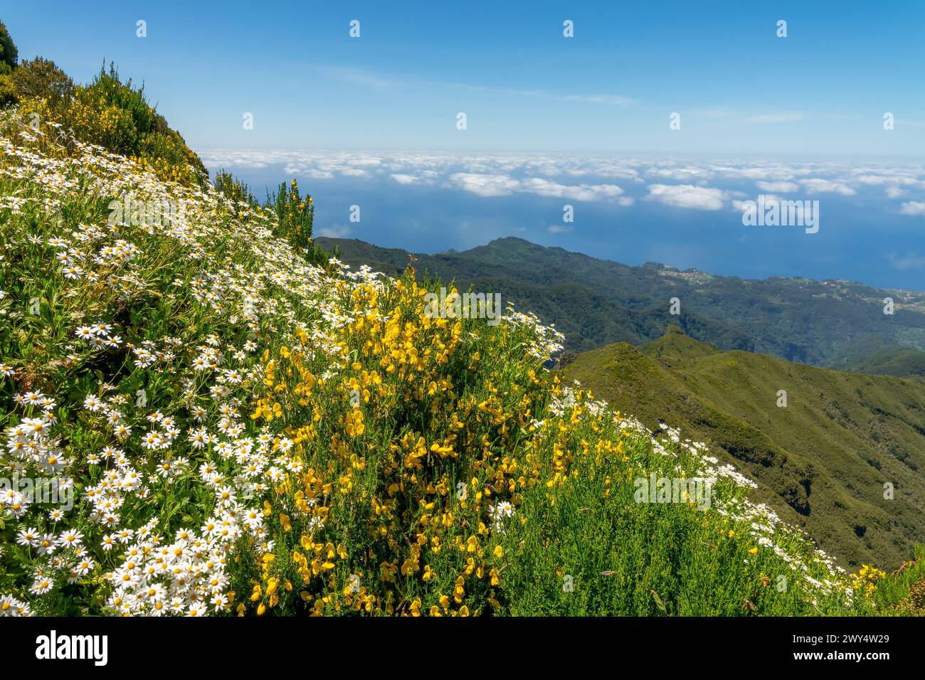 Blumen und malerische Landschaft auf dem Pico Ruivo in Madeira, Portugal Stockfoto