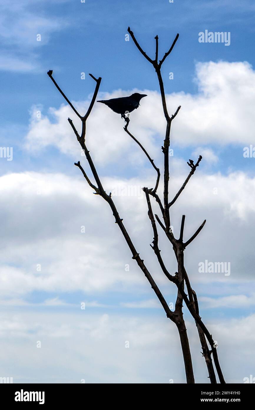 Ein Vogel mit Silhouette, der auf einem Zweig vor einem bewölkten Himmel thront Stockfoto