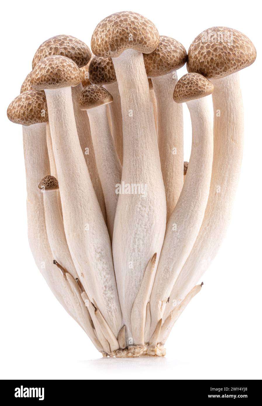 Cluster von Hon shimeji essbaren japanischen Pilzen isoliert auf weißem Hintergrund. Nahaufnahme. Stockfoto