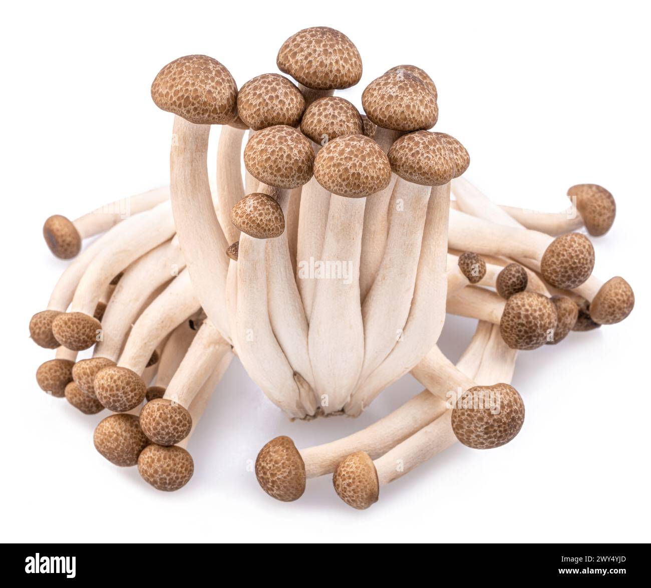 Cluster von Hon shimeji essbaren japanischen Pilzen isoliert auf weißem Hintergrund. Nahaufnahme. Stockfoto