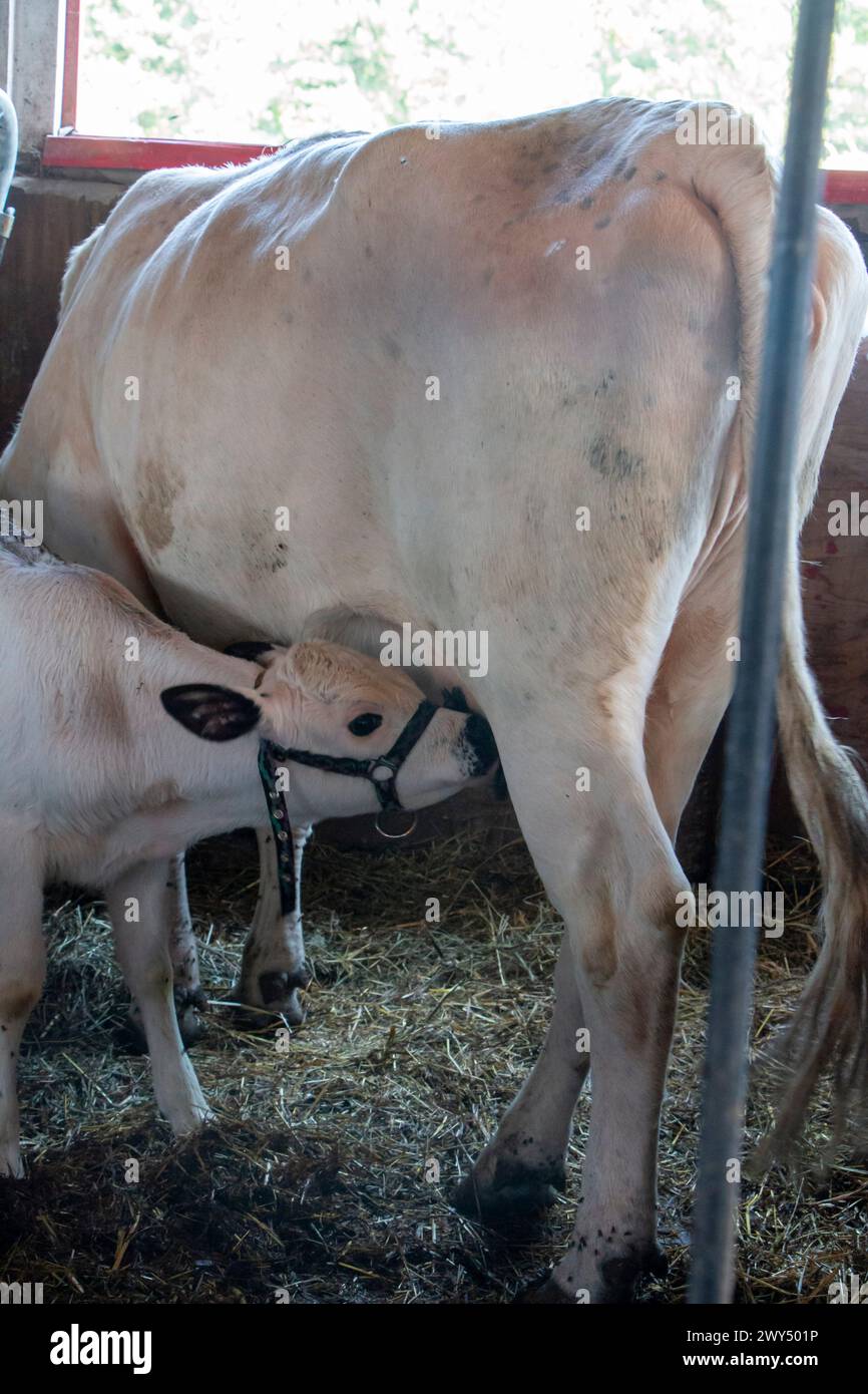 Eine ausgewachsene Kuh, die Kälber in Stallstall füttert. Stockfoto