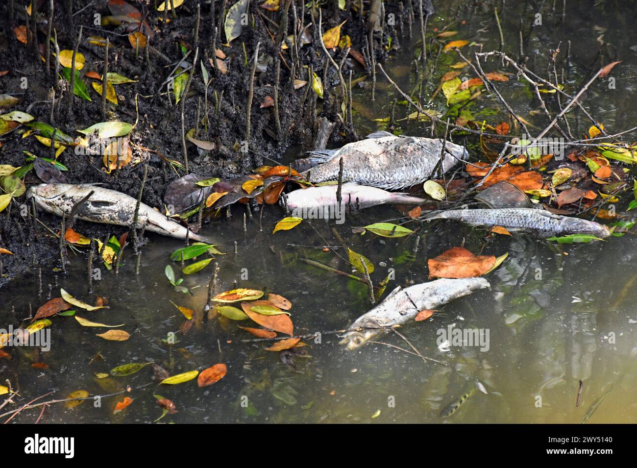 Tote Fische in der Natur als Folge des menschlichen Einflusses Stockfoto