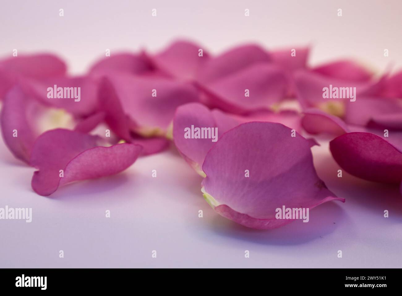 Rosenblätter fallen anmutig vom Boden auf eine Oberfläche Stockfoto