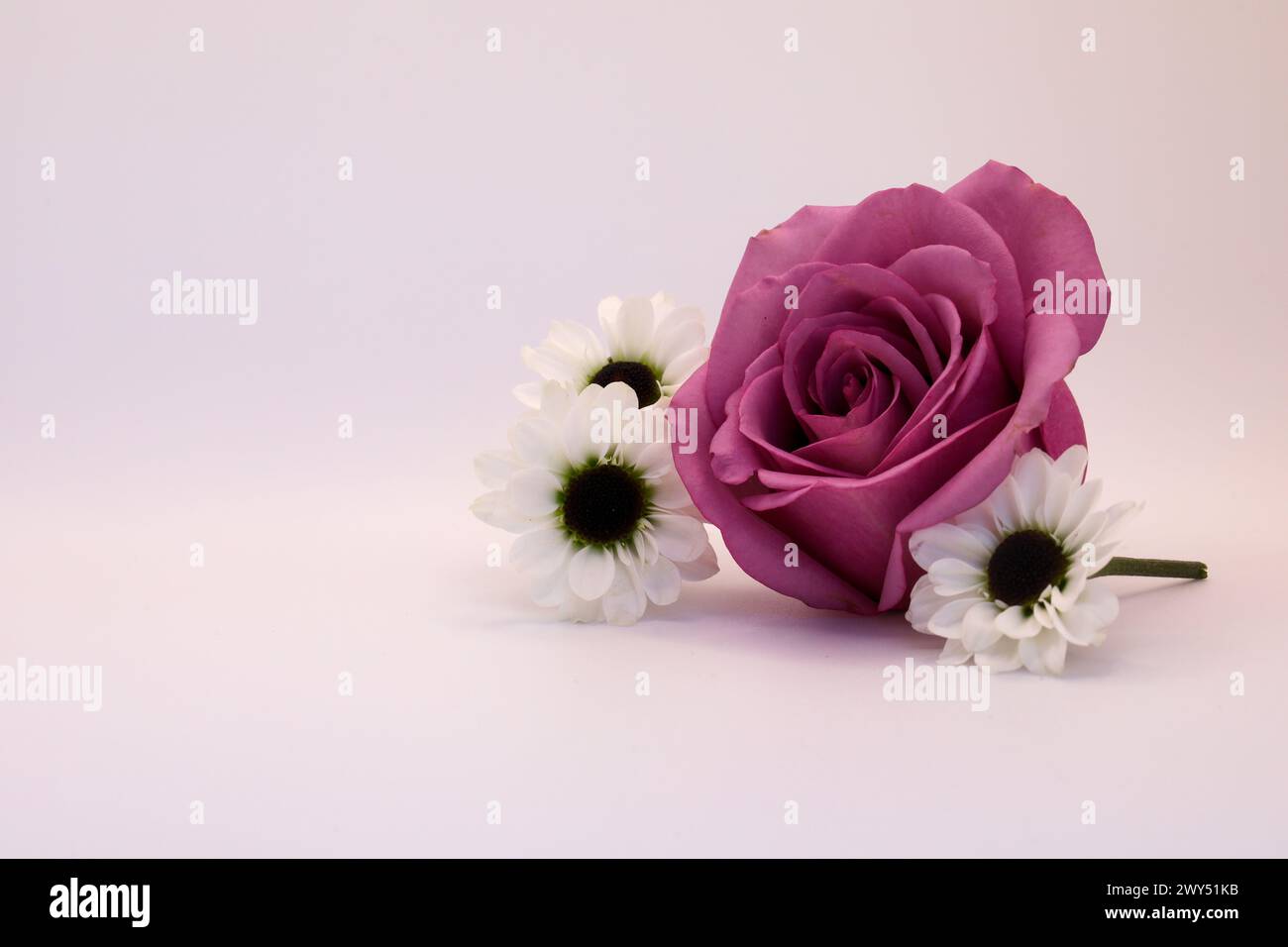 Rosa Rose und weiße Gänseblümchen liegen auf dem Boden Stockfoto