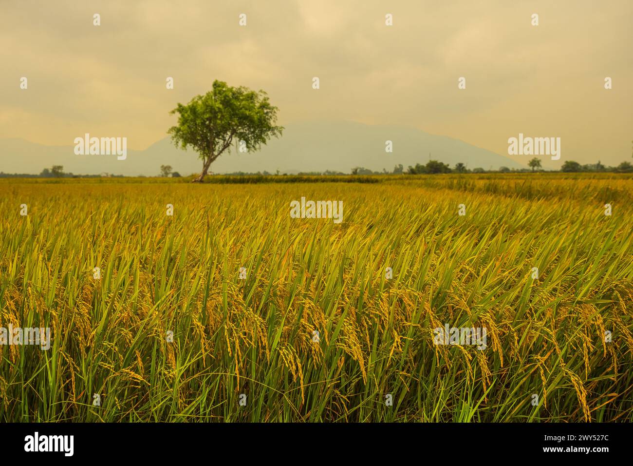 Bild von einem wunderschönen Reisfeld mit Terrassen in der Wassersaison und Bewässerung. Seitenansicht des Reisfeldes, Vietnam. Reifes Reisfeld und Himmelslandschaft auf der Th Stockfoto