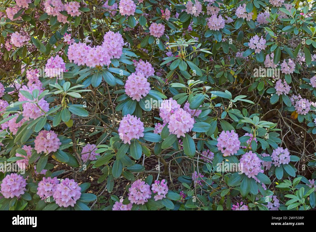 Blühende Blumen im Haaga Rhododendron Park im Sommer, Helsinki, Finnland. Stockfoto