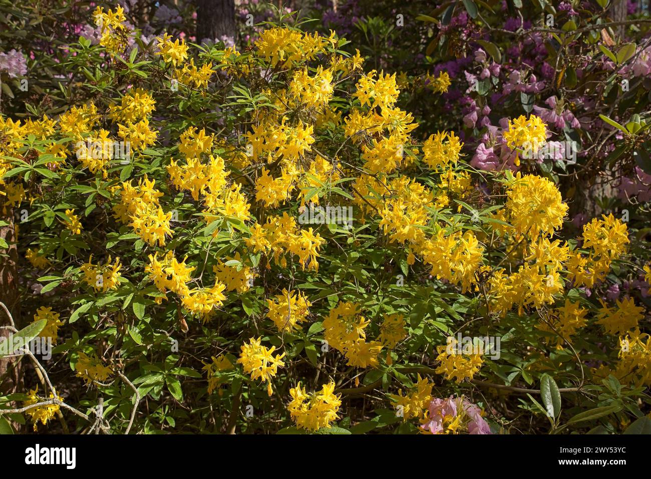 Blühende Blumen im Haaga Rhododendron Park im Sommer, Helsinki, Finnland. Stockfoto