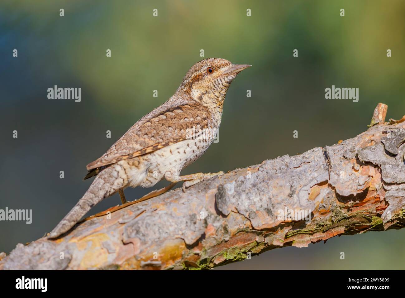 Eurasischer Wryneck, Jynx Torquilla, hochstehend, Paarungszeit, Brutsaison Stockfoto