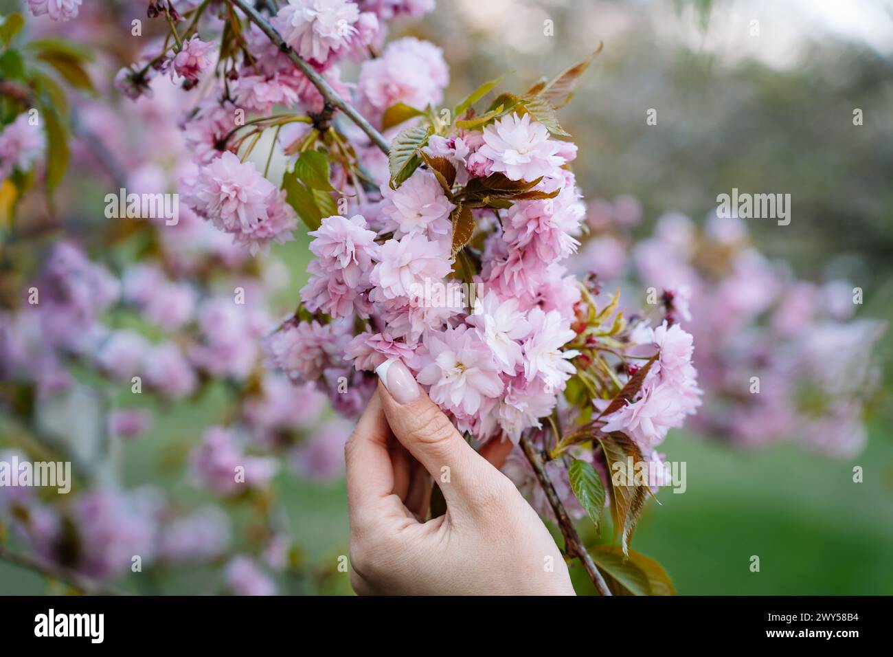 Frau, die im Frühjahr im April in einem blühenden Garten die Blüten der rosa japanischen Kirsche prunus Kanzan berührt Stockfoto