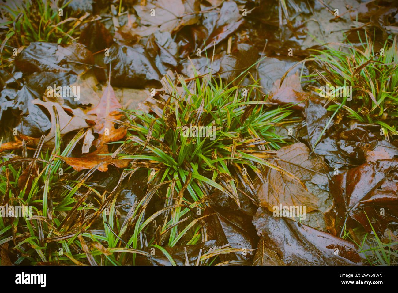 Die Schönheit der Natur, Greenway Park, London, Ontario, Kanada Stockfoto