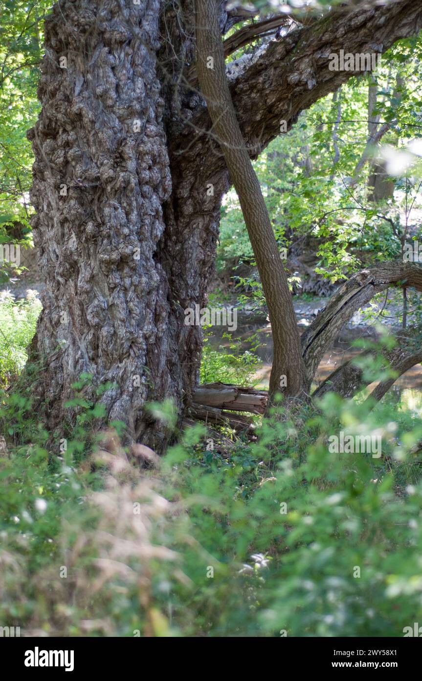 Großer, knotiger Baumstamm im Naturschutzgebiet Stockfoto