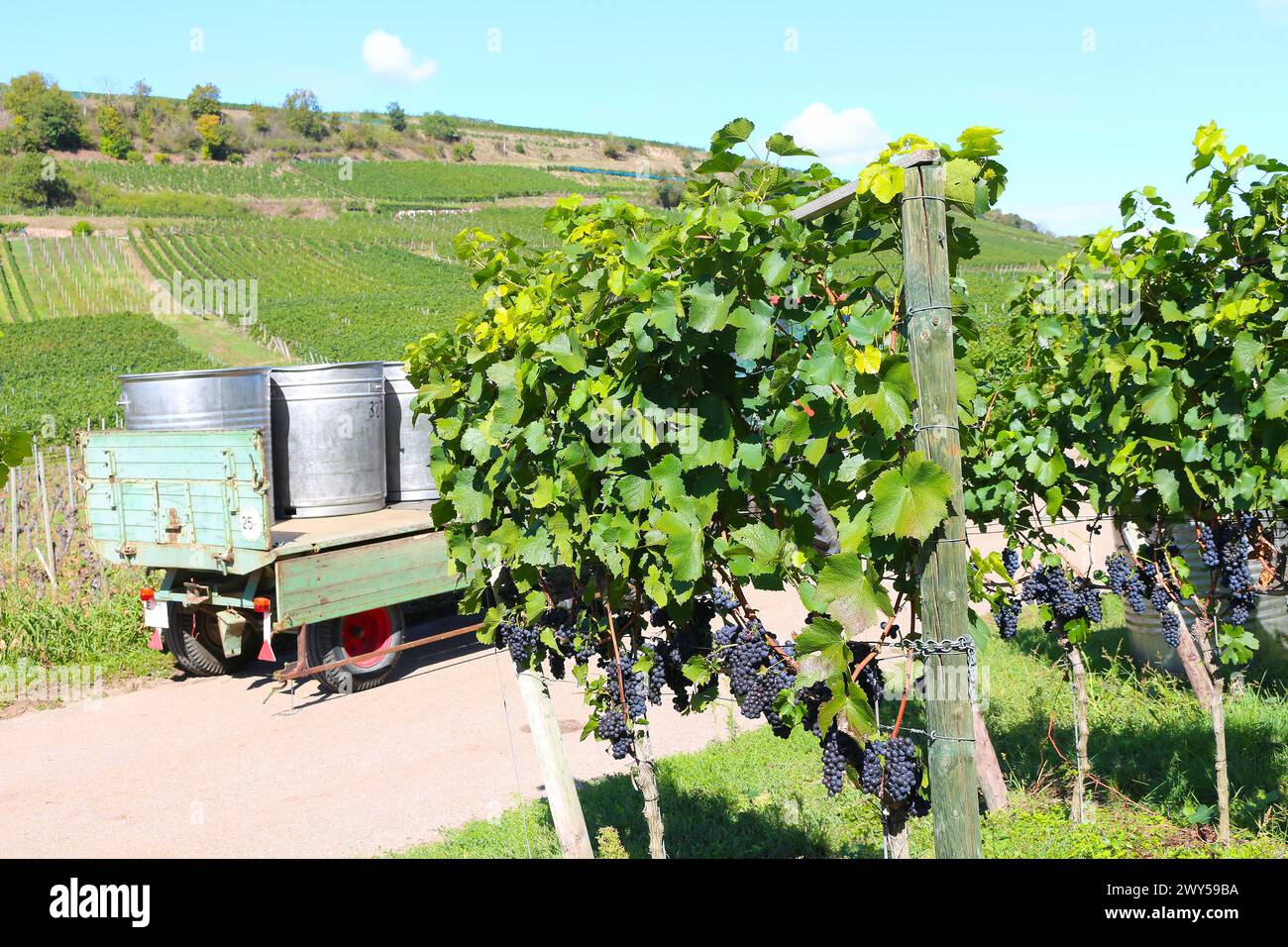 Jahrgang des Weins - Weinpflanzen mit Reifen Trauben und Bottichen auf einem Anhänger, Kaiserstuhl, Süddeutschland Stockfoto