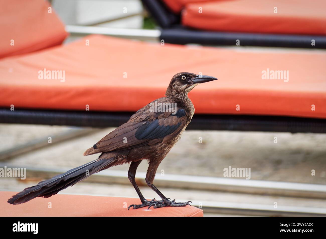 Ein Grackle (Quiscalus) auf dem roten Tuch vor orangen Stühlen Stockfoto