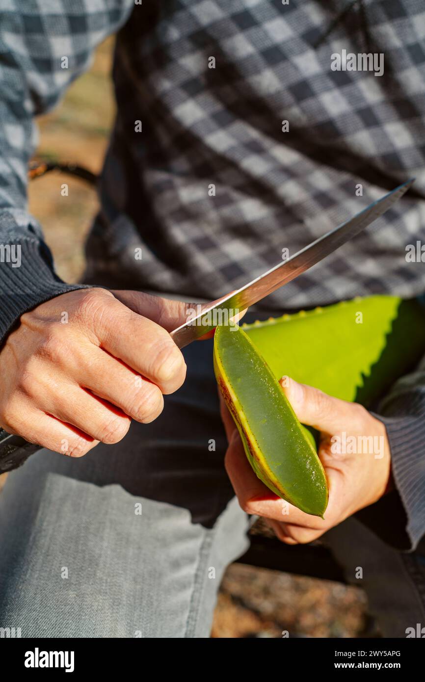 Aloe Vera Pflanze schneiden Stockfotografie - Alamy