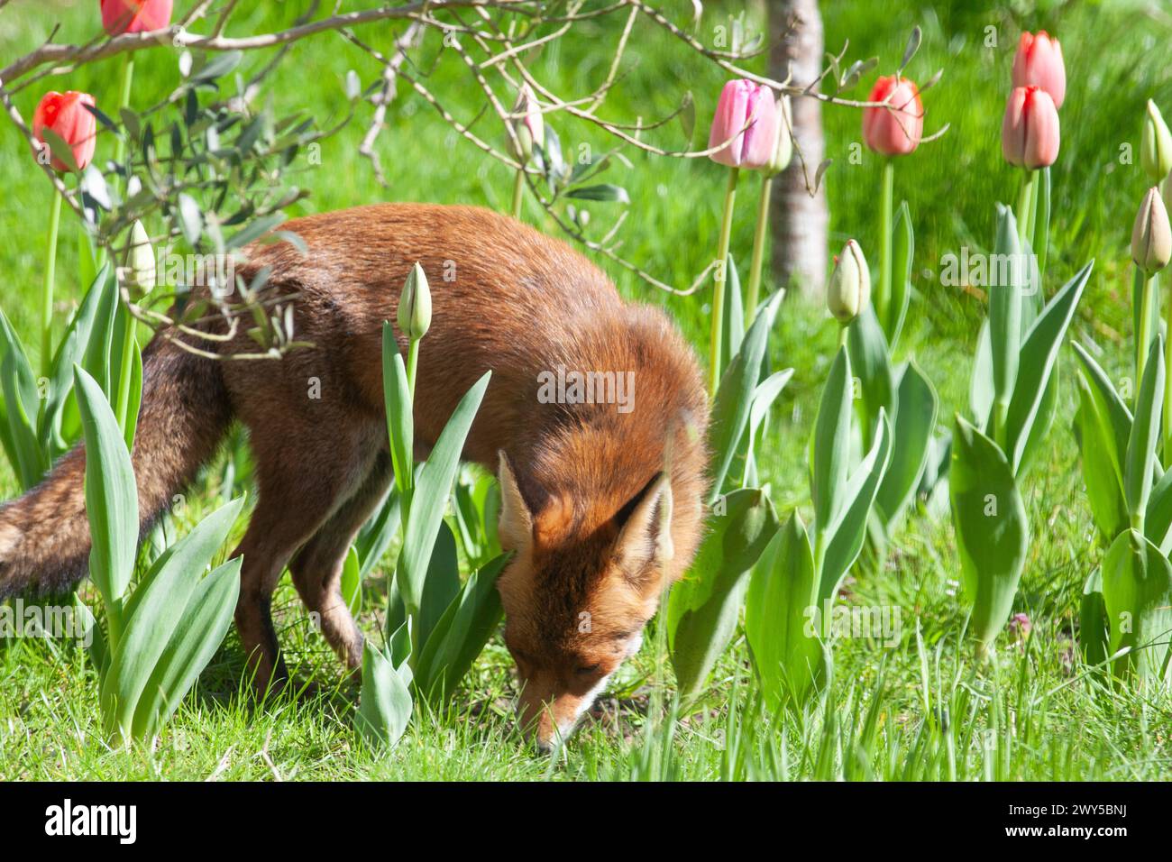 UK Weather, 4. April 2024, London: Eine junge Füchse spaziert zwischen Tulpenstielen in einem Garten in Clapham. Sie hat vor kurzem Junge geboren, aber sie sind noch nicht aus der Höhle hervorgegangen. Nach einem kalten und stürmischen Zauber wird das Wetter wärmer, was die Tulpen dazu anregen wird, sich bald vollständig zu öffnen. Quelle: Anna Watson/Alamy Live News Stockfoto