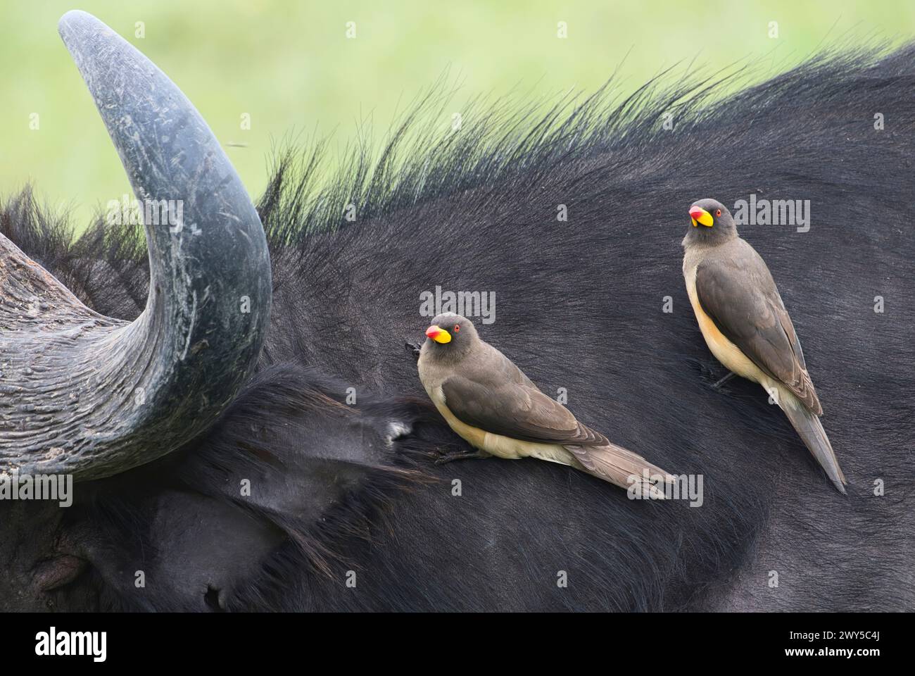 Gelbschnabelspecht (Buphagus africanus) auf dem Rücken eines kapbüffels, auf der Suche nach Zecken oder anderen Parasiten Stockfoto