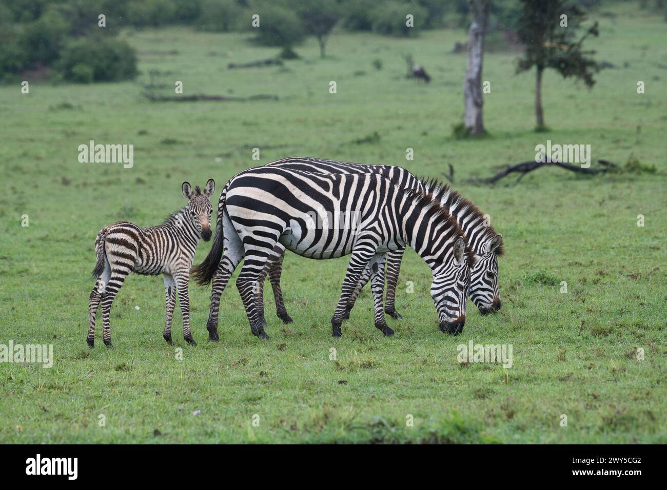 Gewöhnliches oder flaches Zebra (Equus quagga), Mutter und Fohlen mit Begleitung Stockfoto