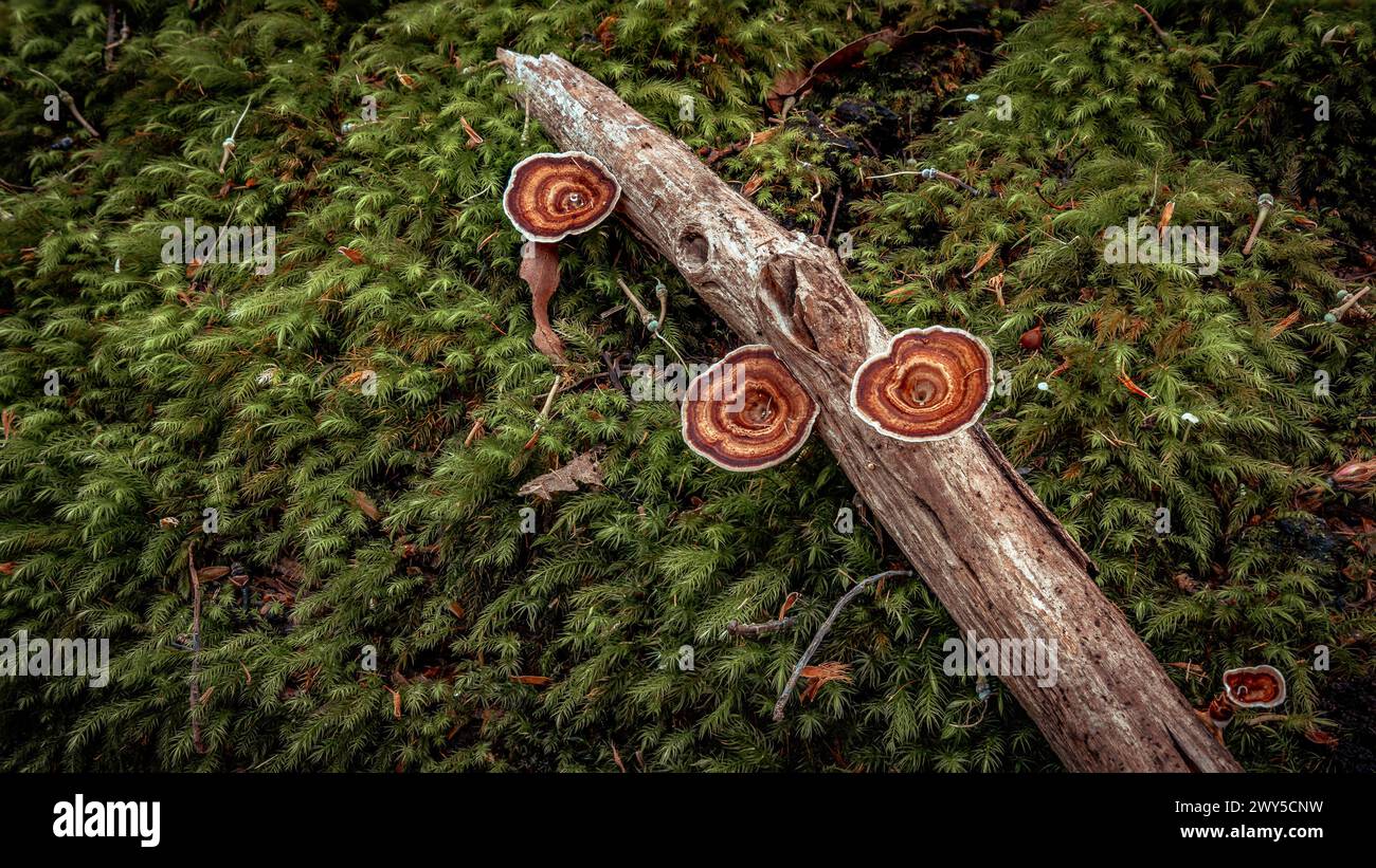 Wilde Pilze wachsen auf einem Holzstock Stockfoto
