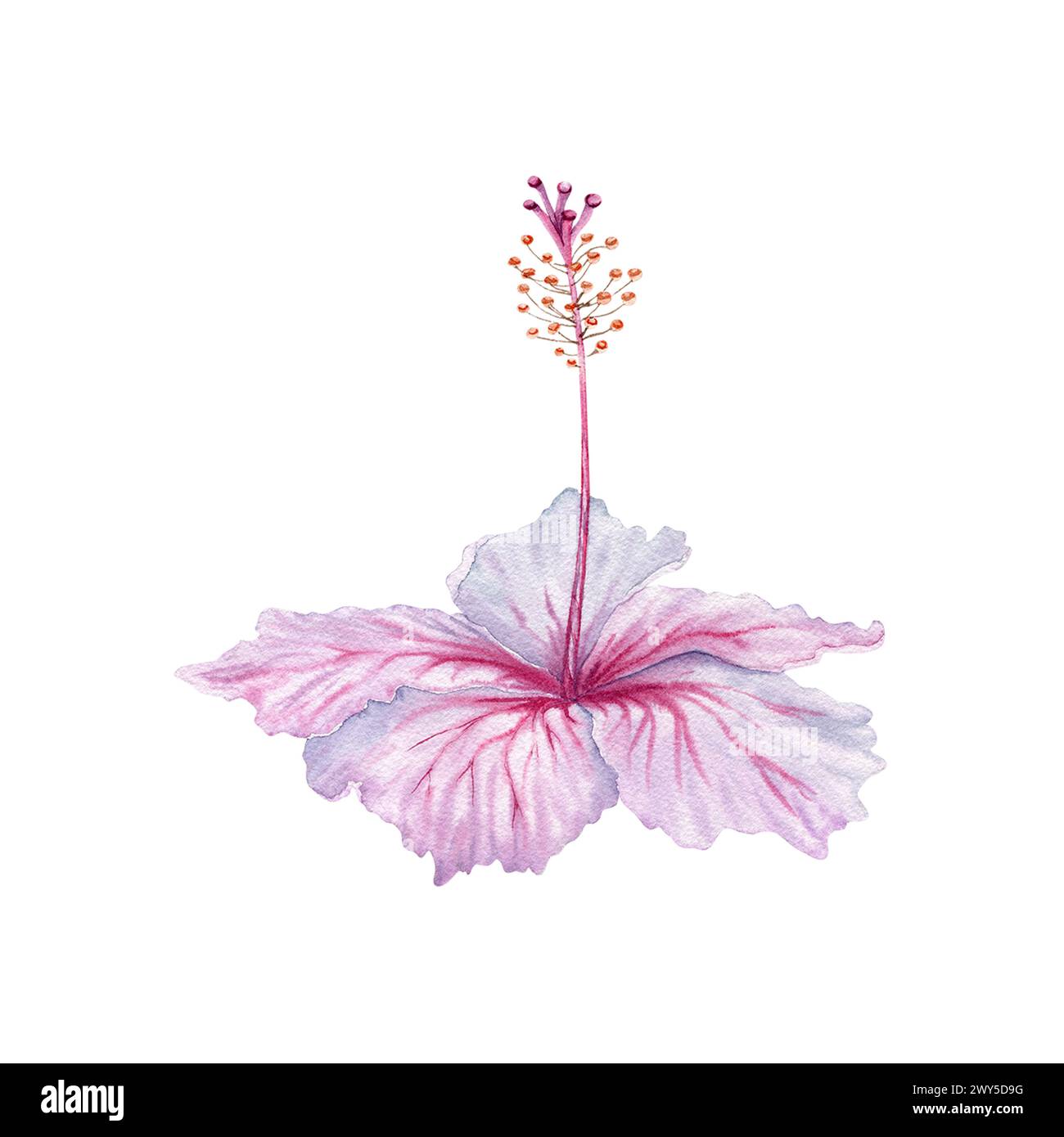Aquarellrosa und weiße Hibiskusblüte. Handgemalte Blüte isoliert auf weißem Hintergrund. Realistisch zartes florales Element. Hibiskus-Tee, Sirup, Stockfoto
