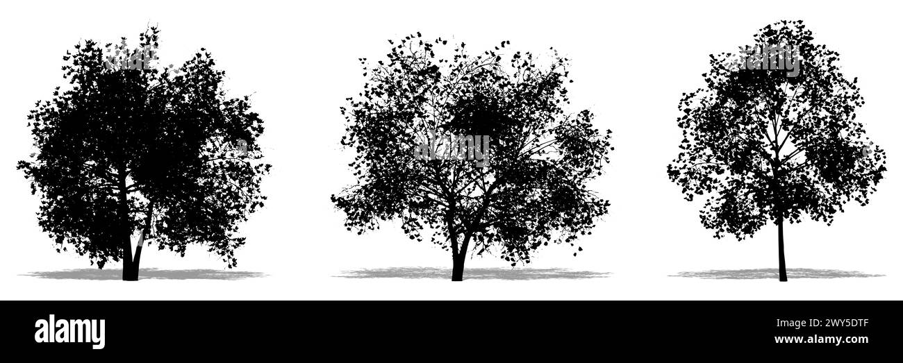 Set oder Sammlung von Magnolia Flowers Bäumen als schwarze Silhouette auf weißem Hintergrund. Konzept oder konzeptionelle 3D-Illustration für Natur, Planet, ecolo Stockfoto