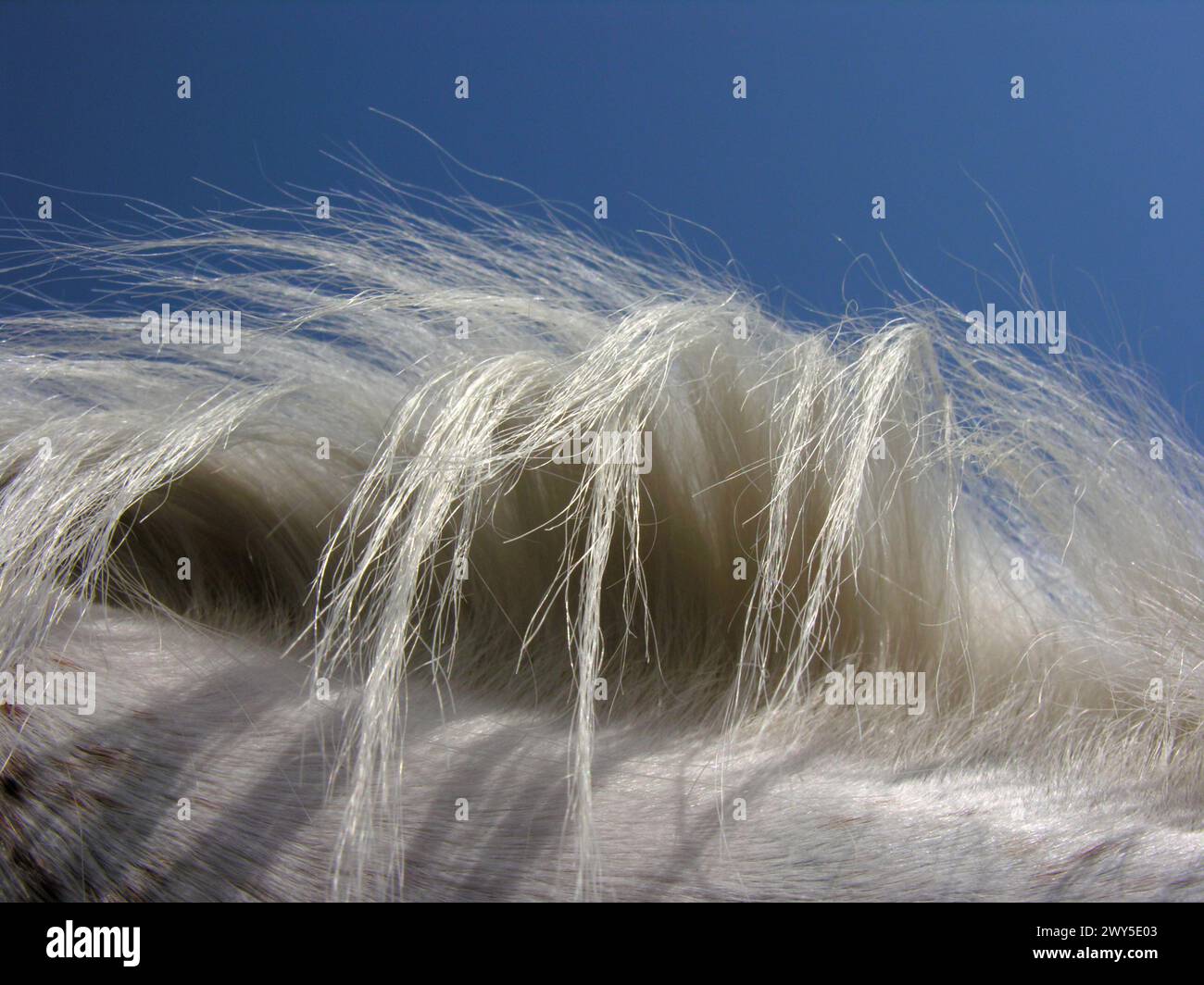Weißes Pferdehaar vor klarem Himmel Hintergrund, hintergrundbeleuchtet Stockfoto