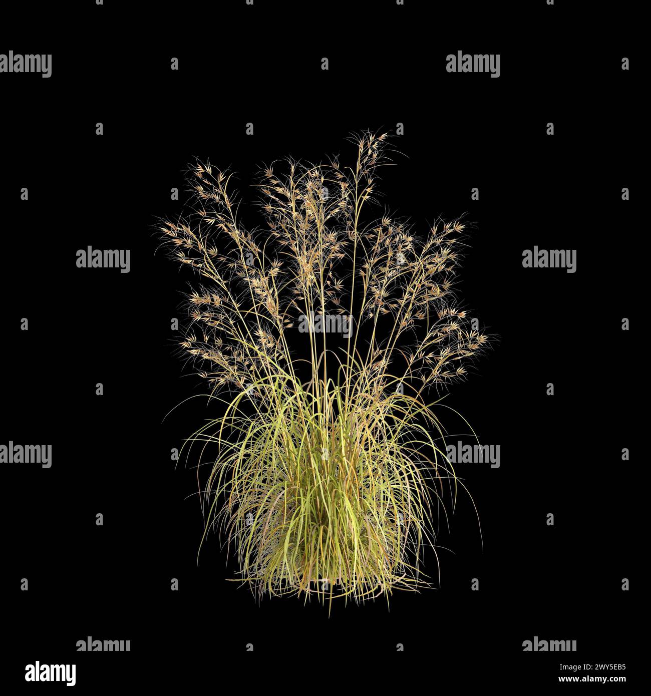 3D-Illustration des Themeda Triandra Busches isoliert auf schwarzem Hintergrund Stockfoto