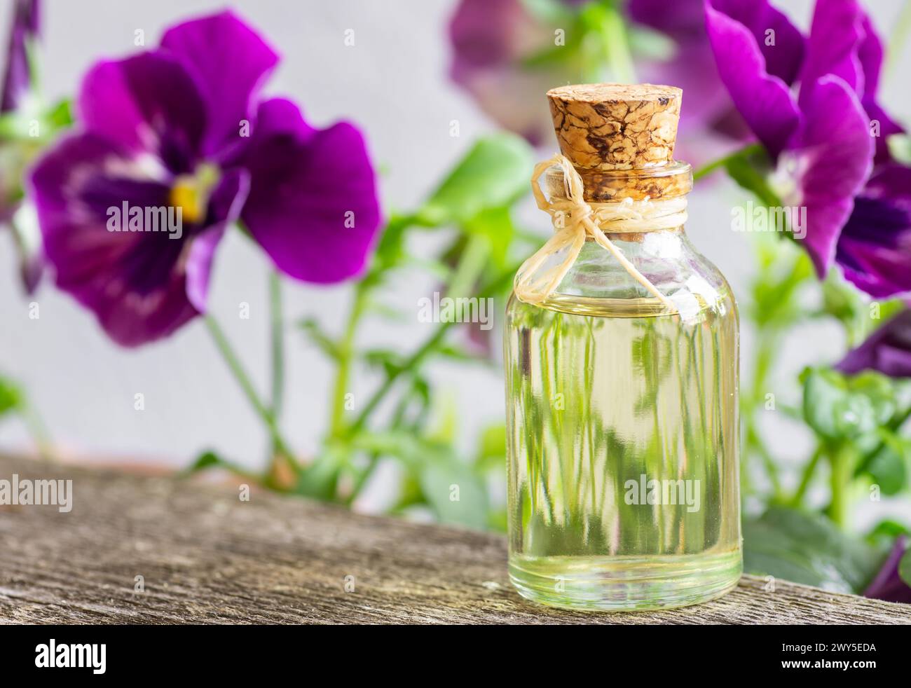 Glasflasche mit ätherischem Viola-Öl mit frischen violetten Blüten, Schönheitsbehandlung, alternative Medizin Stockfoto