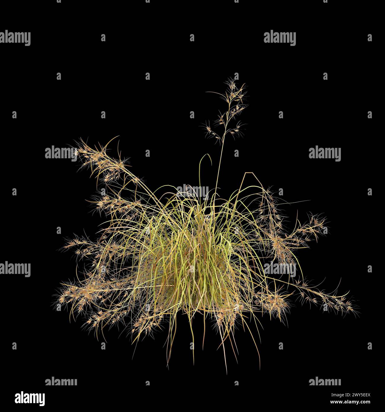 3D-Illustration des Themeda Triandra Busches isoliert auf schwarzem Hintergrund Stockfoto