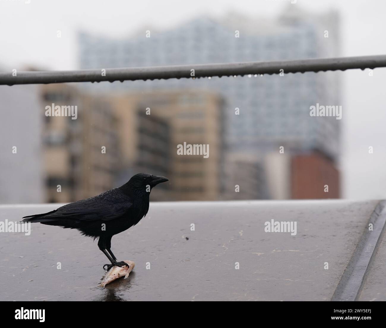 Hamburg, Deutschland. April 2024. Eine hungrige Krähe sitzt auf einem toten Fisch auf den Magellan-Terrassen. Im Hintergrund ist die Elbphilharmonie zu sehen. Quelle: Marcus Brandt/dpa/Alamy Live News Stockfoto