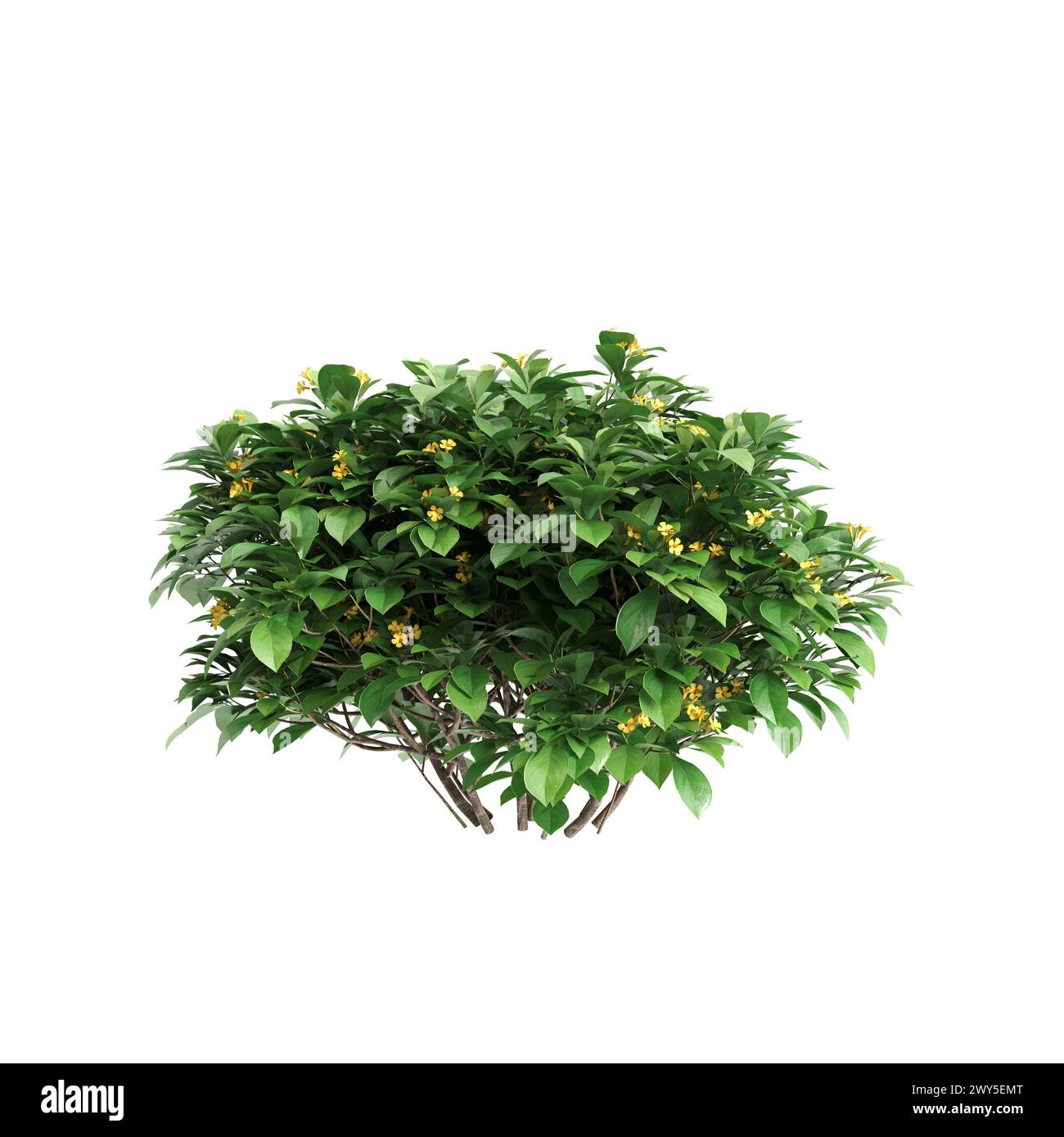 3D-Illustration des Busches Hymenosporum flavum isoliert auf weißem Hintergrund Stockfoto