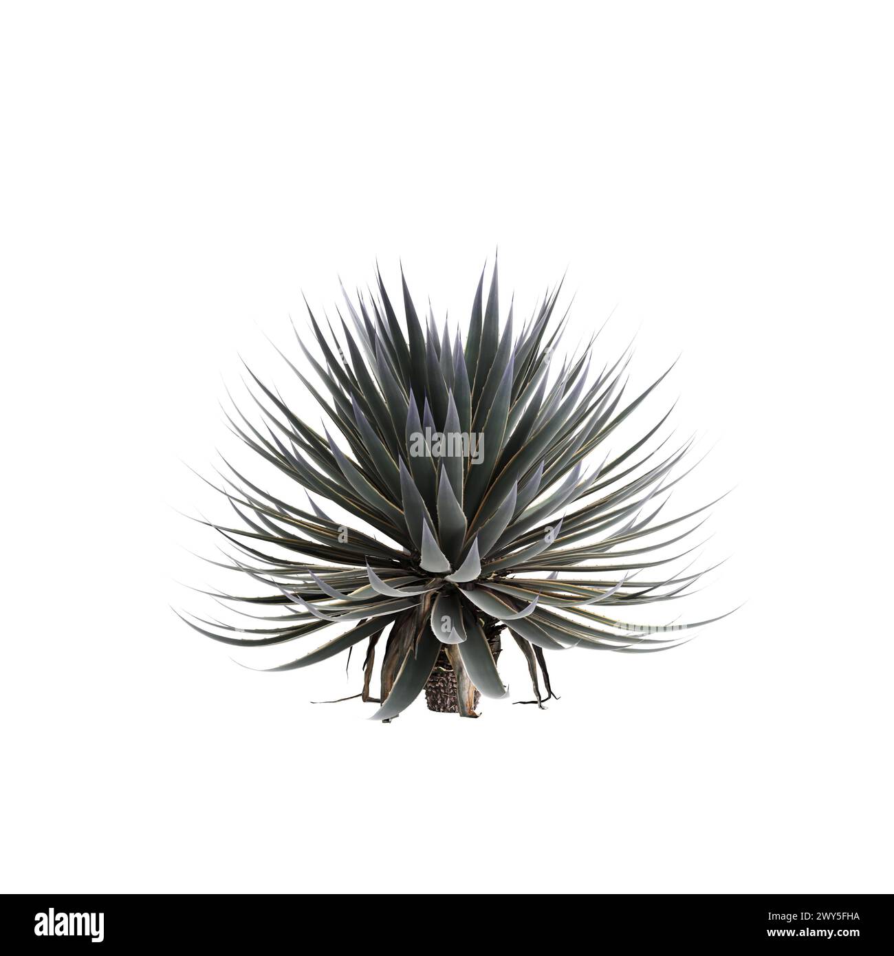 3D-Illustration von Agave angustifolia Baum isoliert auf weißem Hintergrund Stockfoto