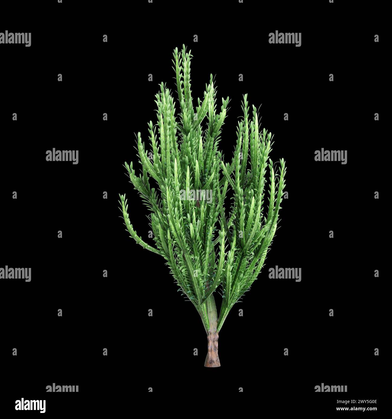 3D-Illustration des Busches Euphorbia trigona isoliert auf schwarzem Hintergrund Stockfoto